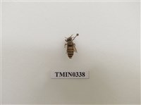 藏品(義大利蜂)的圖片